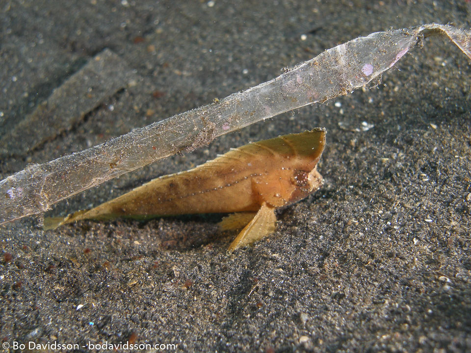 BD-080331-Lembeh-3312513-Taenianotus-triacanthus.-Lacepède.-1802-[Leaf-scorpionfish].jpg